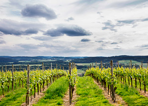 Dégustation de vins et de spécialités en Suisse orientale
