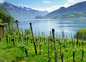 Wine tour on the Walensee