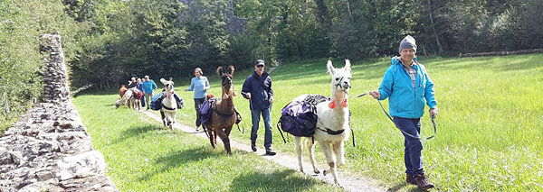 Randonnée dans l'Oberland bernois en compagnie de lamas