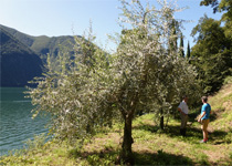 Visite guidée des oliviers au Tessin