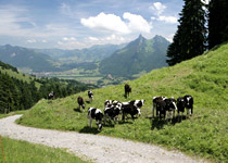Cheese trail in Gruyère