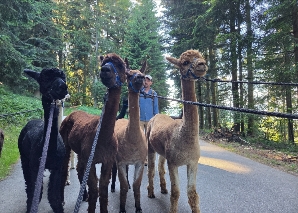 Trekking en alpaga dans l'Emmental
