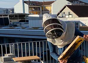 Bienenerlebnis über den Dächern von Zürich