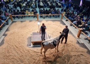 Kuhhandel - Viehauktion im Emmental hautnah erleben
