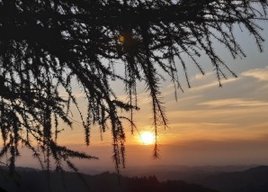 Mindfulness training in the forest
