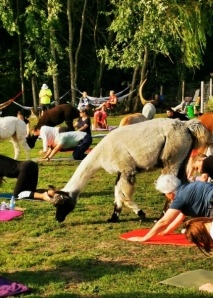 Team experiences with alpacas - yoga, painting and eating