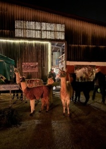 Team experiences with alpacas - yoga, painting and eating