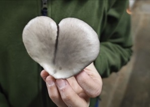 Mushroom cultivation workshop for teams