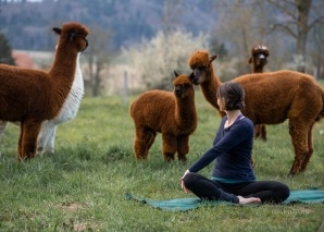 Team experiences with alpacas - yoga, painting and eating