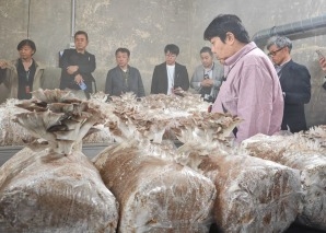 Mushroom cultivation workshop for teams