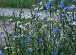 Survival-Team-Challenge «Essbare Wildpflanzen»