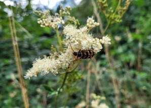Tour im Naturschutzgebiet Nussbaumersee