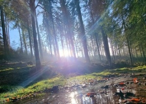 Mindfulness training in the forest