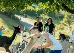 Team experiences with alpacas - yoga, painting and eating