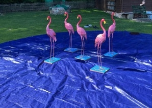 Flamingo Ringo – das Tierspiel für Teams