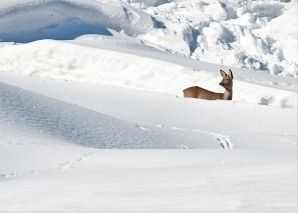 Bergwanderung mit Wildtierbeobachtung