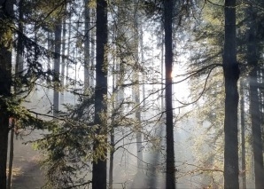 Mindfulness training in the forest