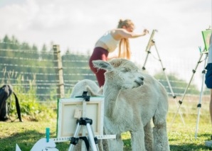 Team experiences with alpacas - yoga, painting and eating