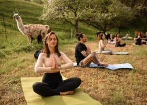 Team experiences with alpacas - yoga, painting and eating