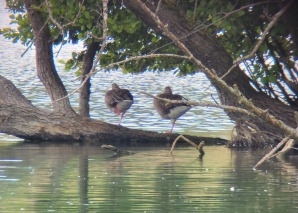 Tour im Naturschutzgebiet Nussbaumersee