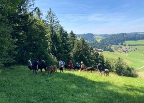 Alpaka-Trekking im Emmental