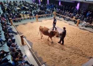 Kuhhandel - Viehauktion im Emmental hautnah erleben