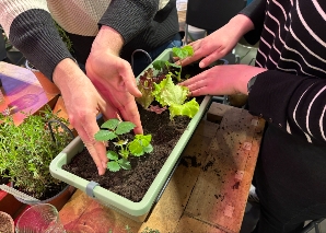 Get to know urban gardening