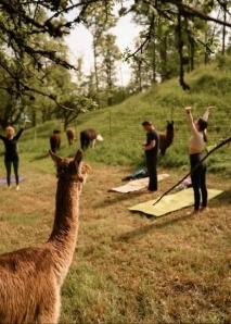 Team experiences with alpacas - yoga, painting and eating