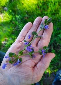 Kräuter-Workshop am Bodensee
