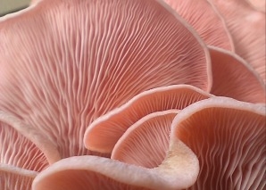 Mushroom cultivation workshop for teams