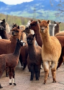 Team experiences with alpacas - yoga, painting and eating