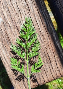 Kräuter-Workshop am Bodensee