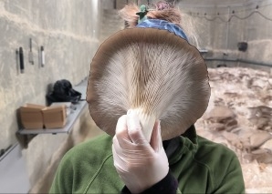 Mushroom cultivation workshop for teams