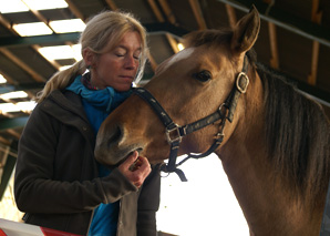 Formation et coaching grâce à la relation avec les chevaux