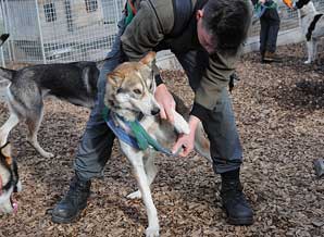 Leadership mit Huskys