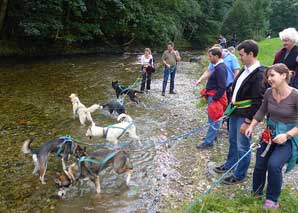 Leadership mit Huskys