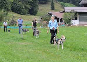 Leadership mit Huskys