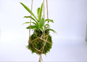 Kokedama selber machen