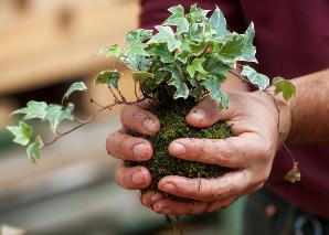 Kokedama selber machen