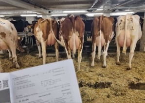 Kuhhandel - Viehauktion im Emmental hautnah erleben