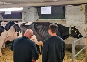Kuhhandel - Viehauktion im Emmental hautnah erleben
