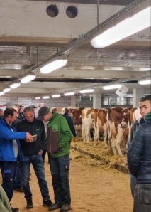 Kuhhandel - Viehauktion im Emmental hautnah erleben