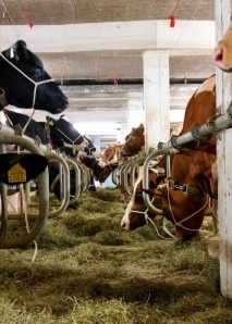 Kuhhandel - Viehauktion im Emmental hautnah erleben