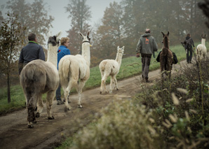 Trekking à dos de lama en Suisse centrale