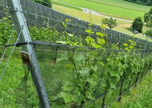 Vineyard tour and wine tasting in Burgdorf
