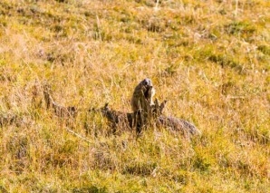 Tour du Parc national suisse