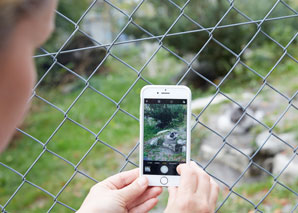 Tierpark-Fotografie mit dem Handy