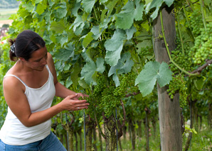 Tour of the vineyard with collaboration with the winegrower