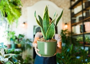 Prendre soin des plantes d'intérieur