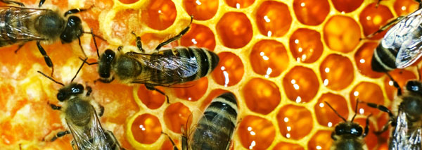 Visite à l'apiculteur avec balade en calèche